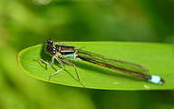 Common Bluetail (Male, Ischnura elegans)